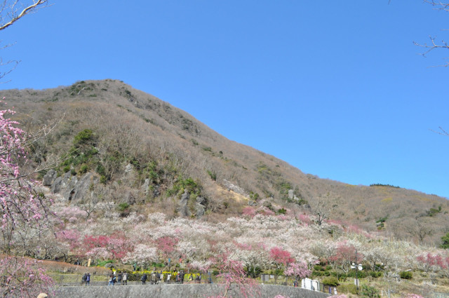 梅の宴（湯河原梅林/幕山公園）